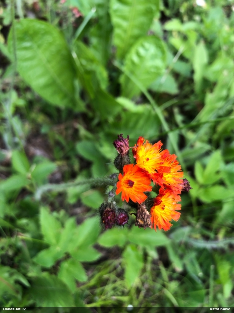Oranžā pamauraga