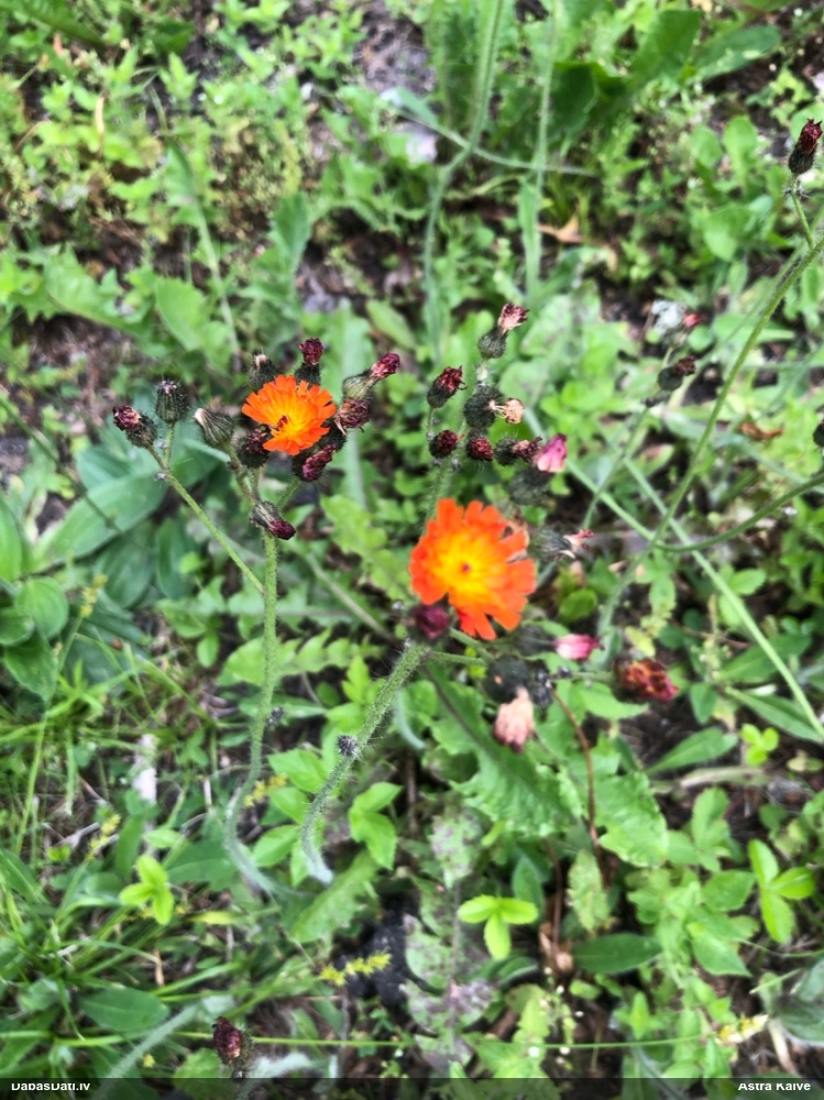 Oranžā pamauraga