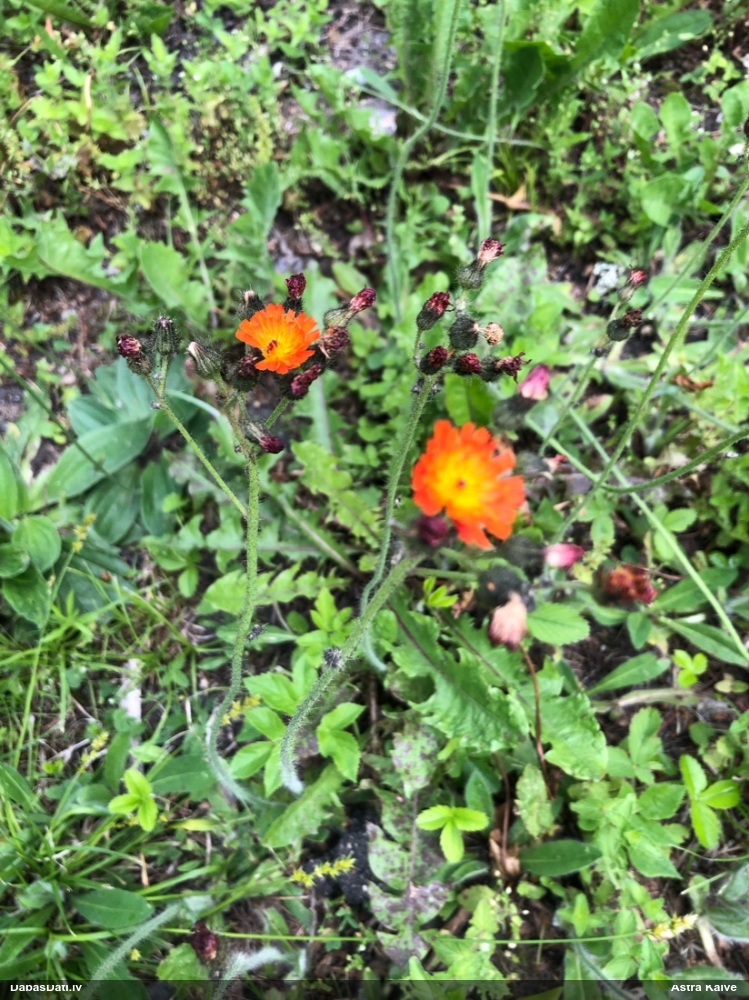 Oranžā pamauraga