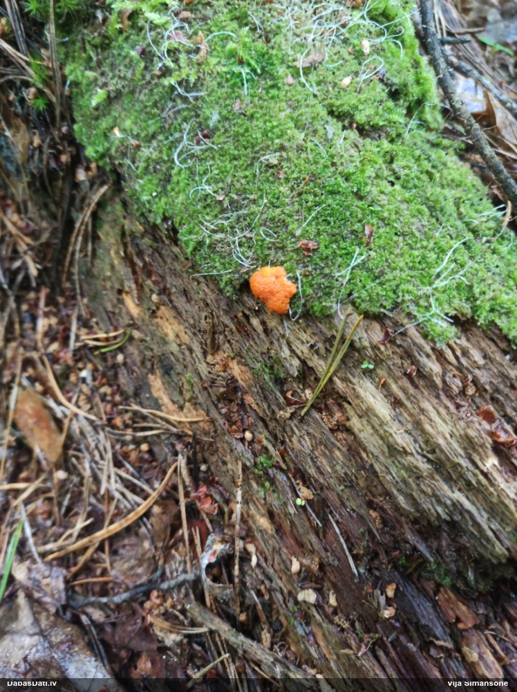 Oranžā aveņgļotsēne