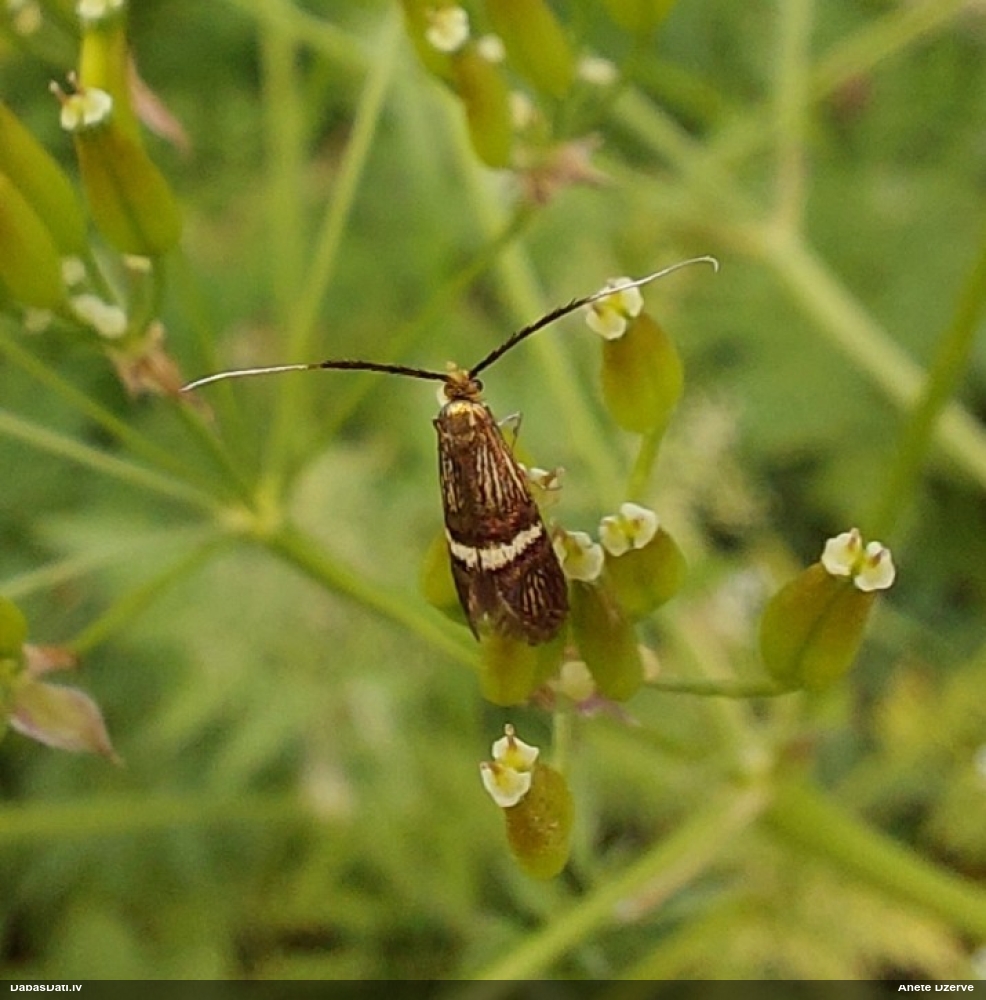 Zaigkode Adela croesella
