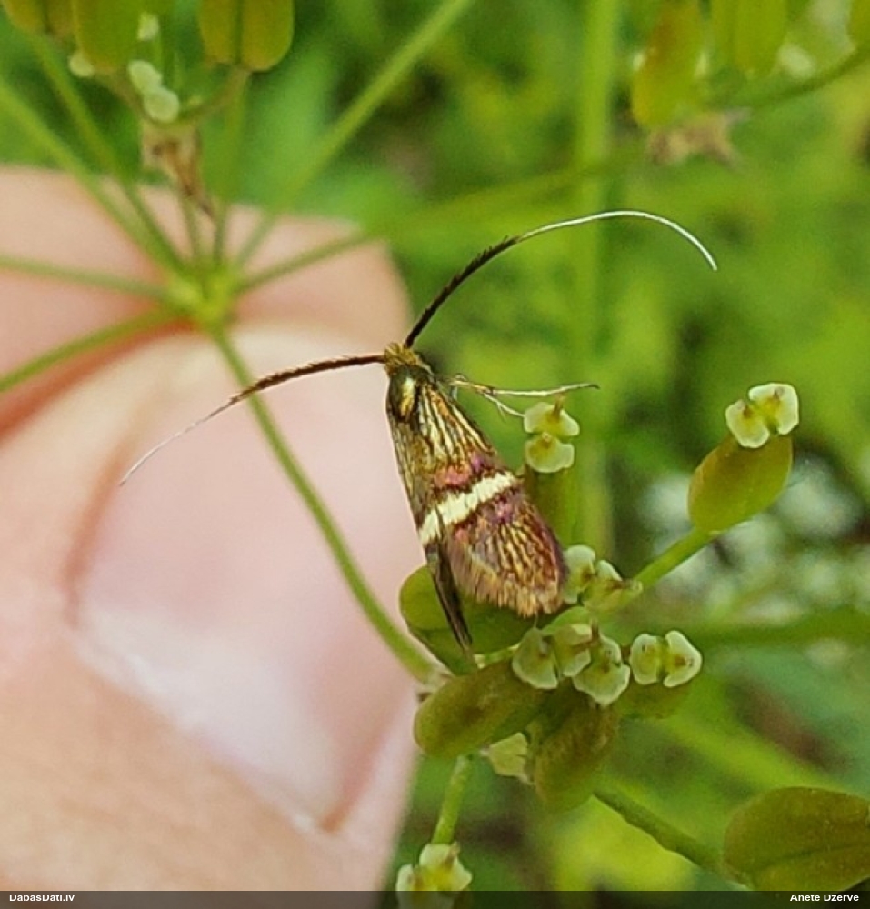 Zaigkode Adela croesella