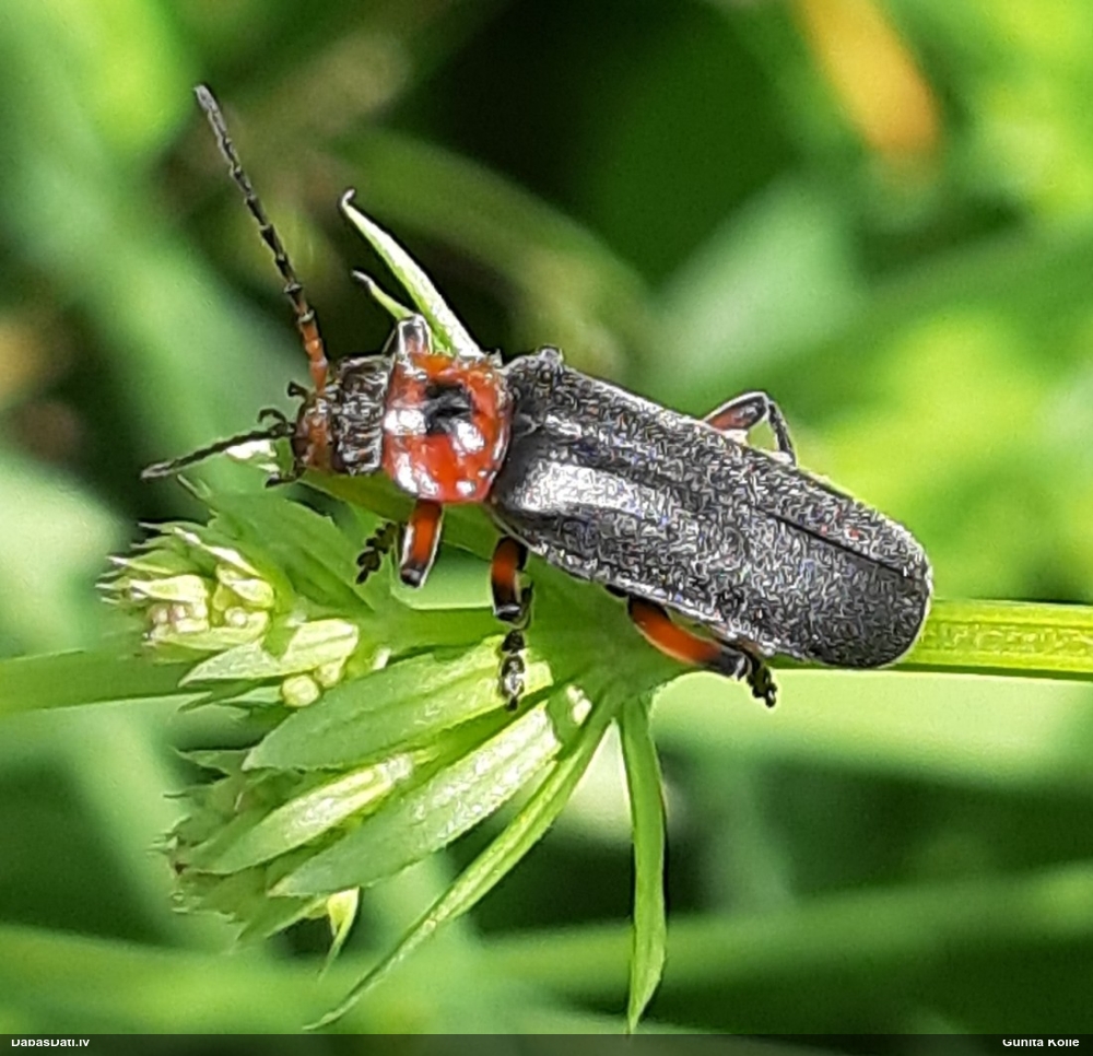 Mīkstspārnis Cantharis rustica