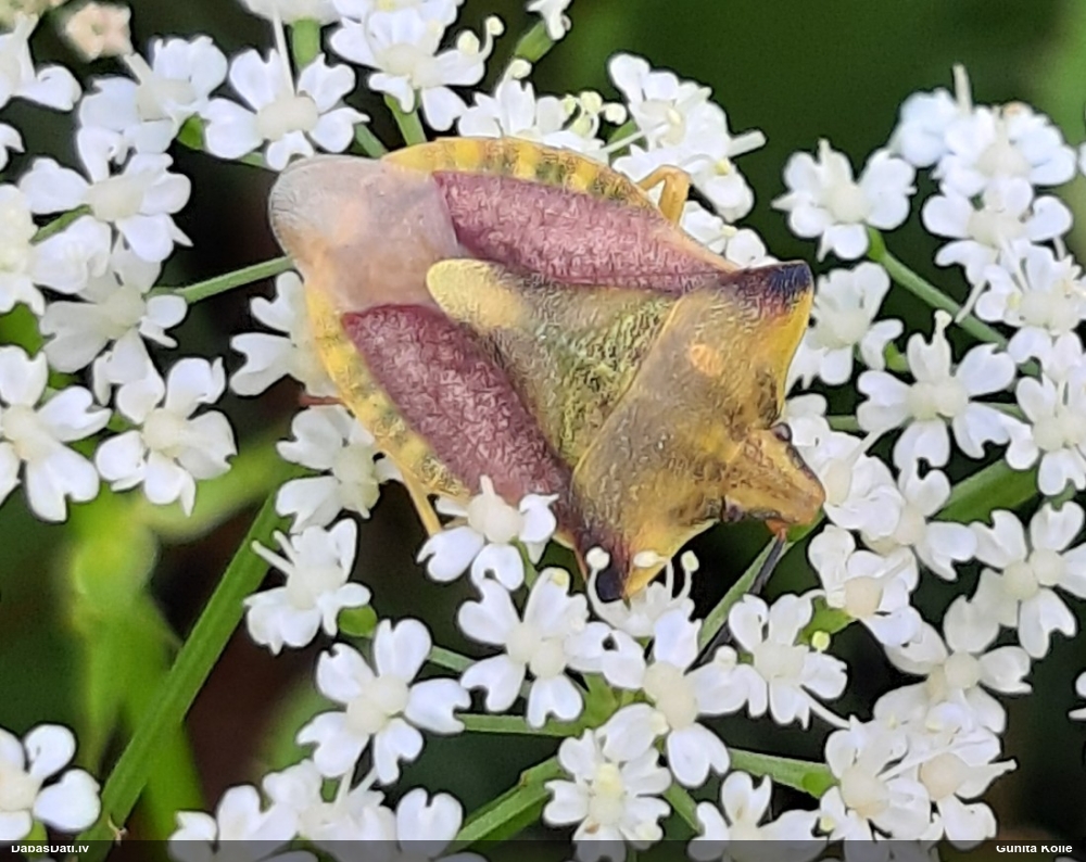 Vairogblakts Carpocoris fuscispinus
