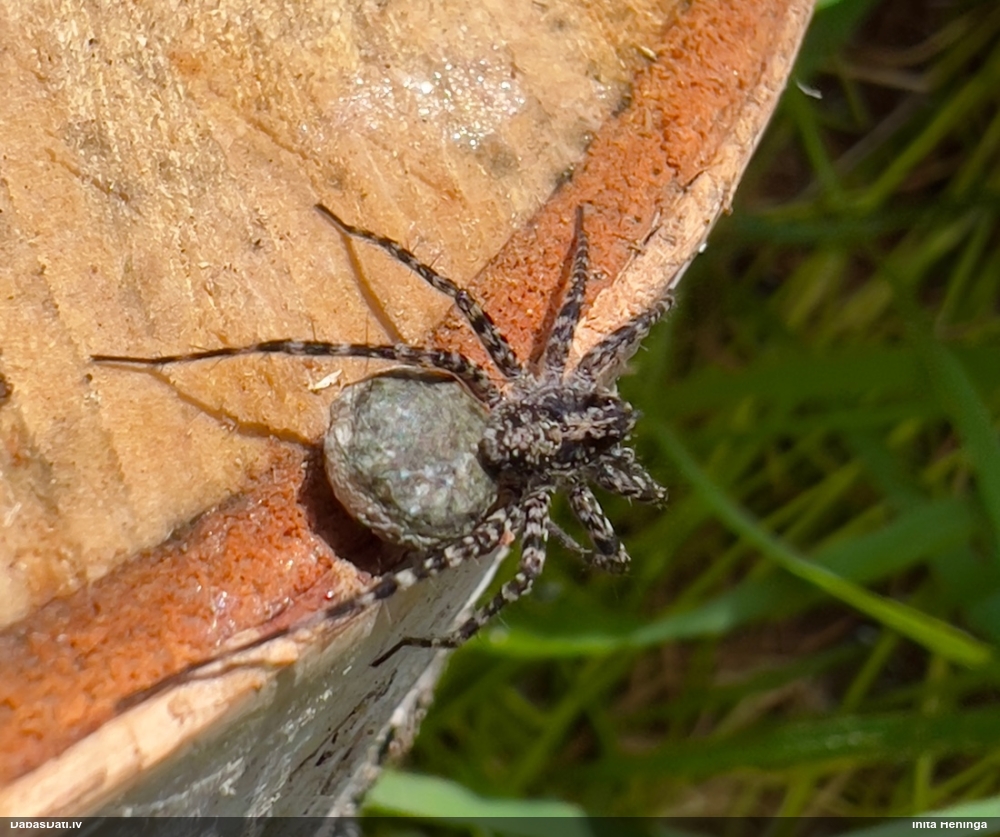 Vilkzirneklis Acantholycosa lignaria