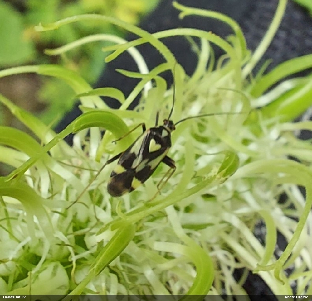 Mīkstblakts Grypocoris sexguttatus