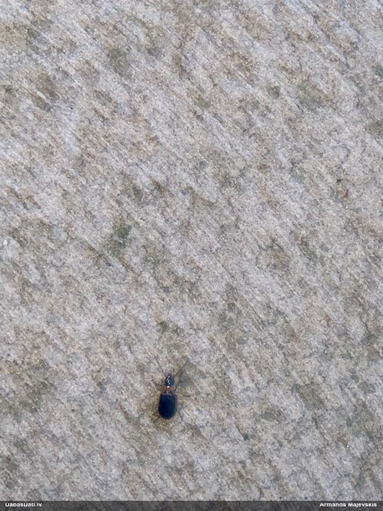 Skrejvabole Nebria livida