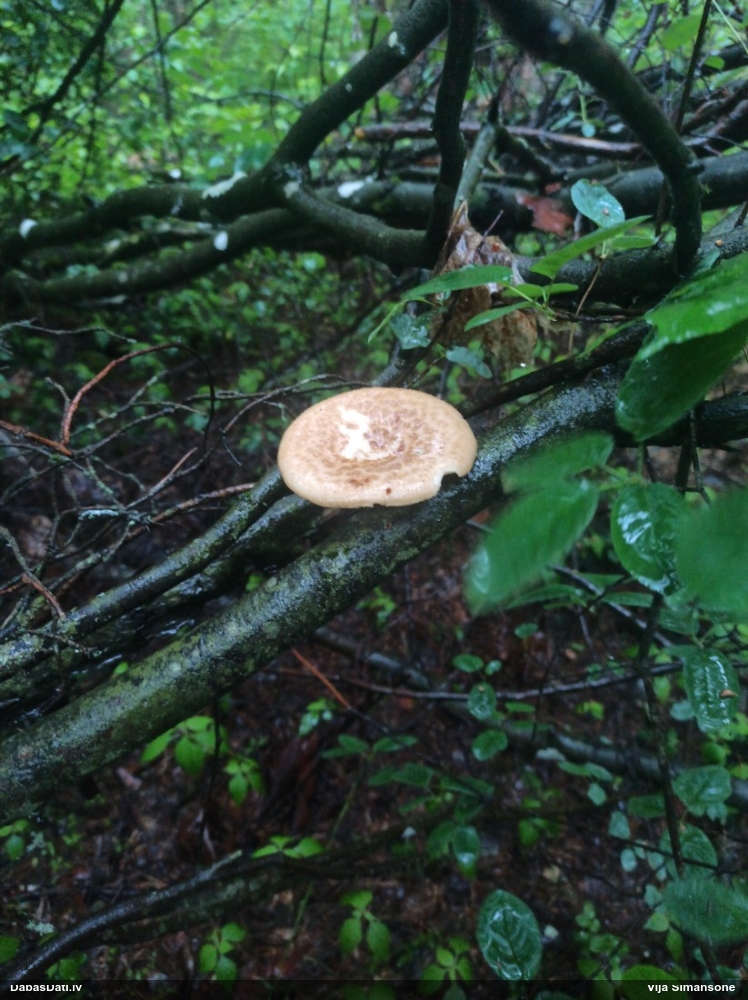 Bumbuļu kātiņpiepe