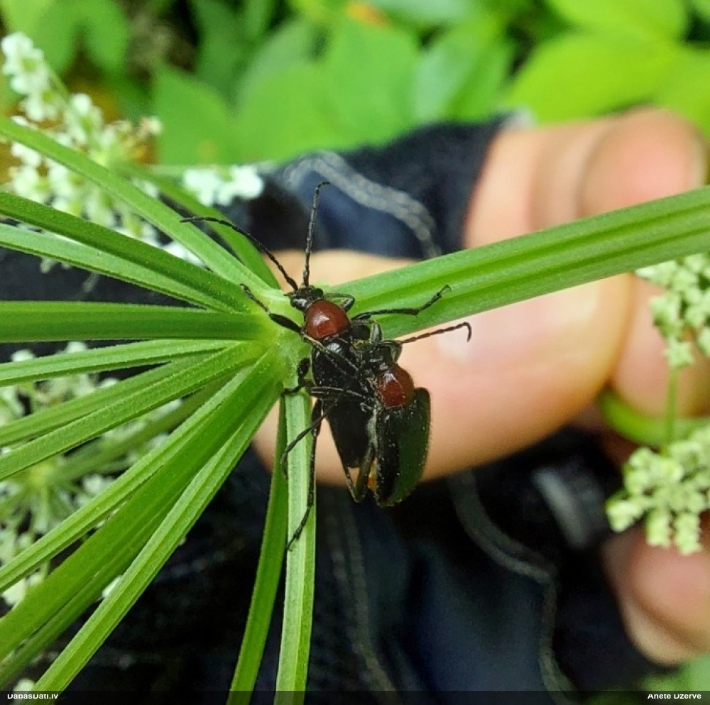 Koksngrauzis Dinoptera collaris