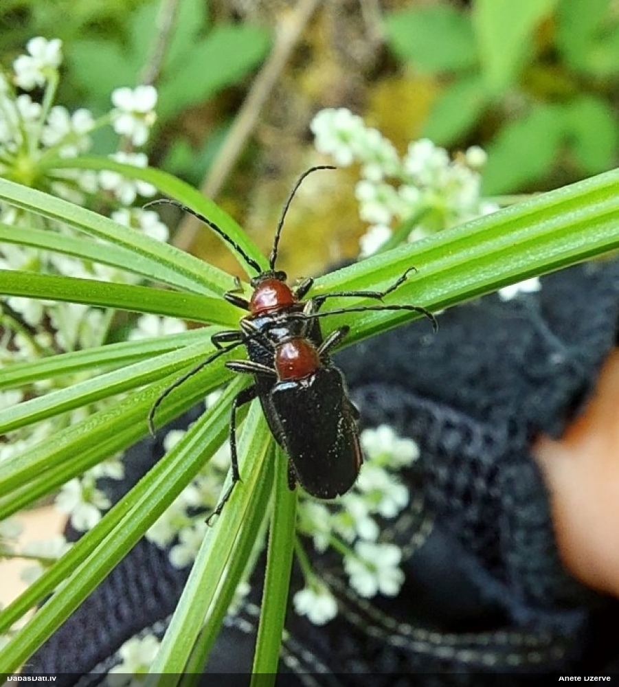 Koksngrauzis Dinoptera collaris