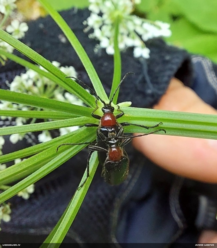 Koksngrauzis Dinoptera collaris