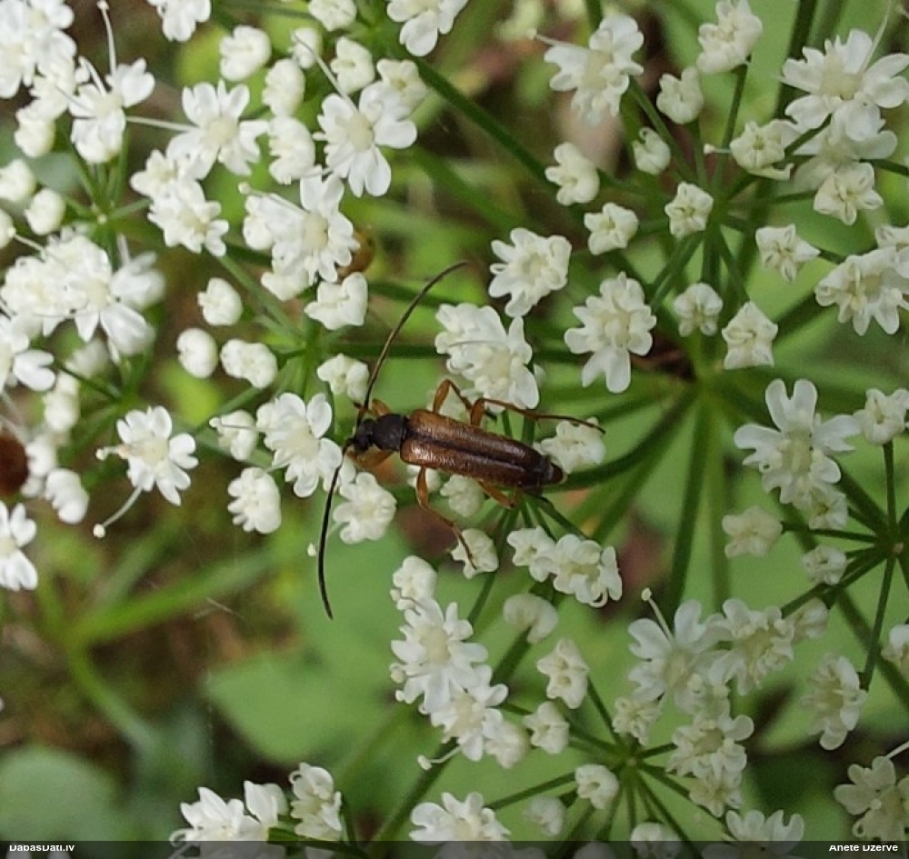 Koksngrauzis Alosterna tabacicolor