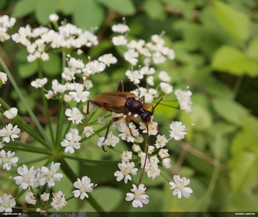 Koksngrauzis Pidonia lurida