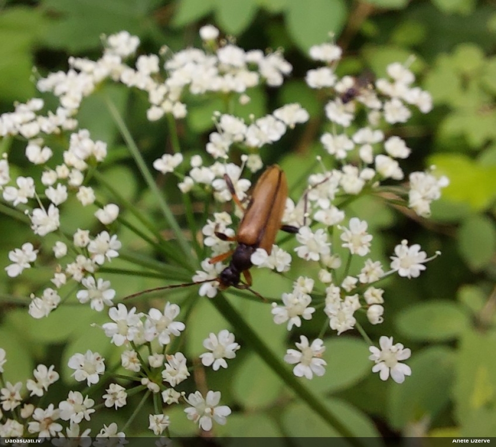 Koksngrauzis Pidonia lurida