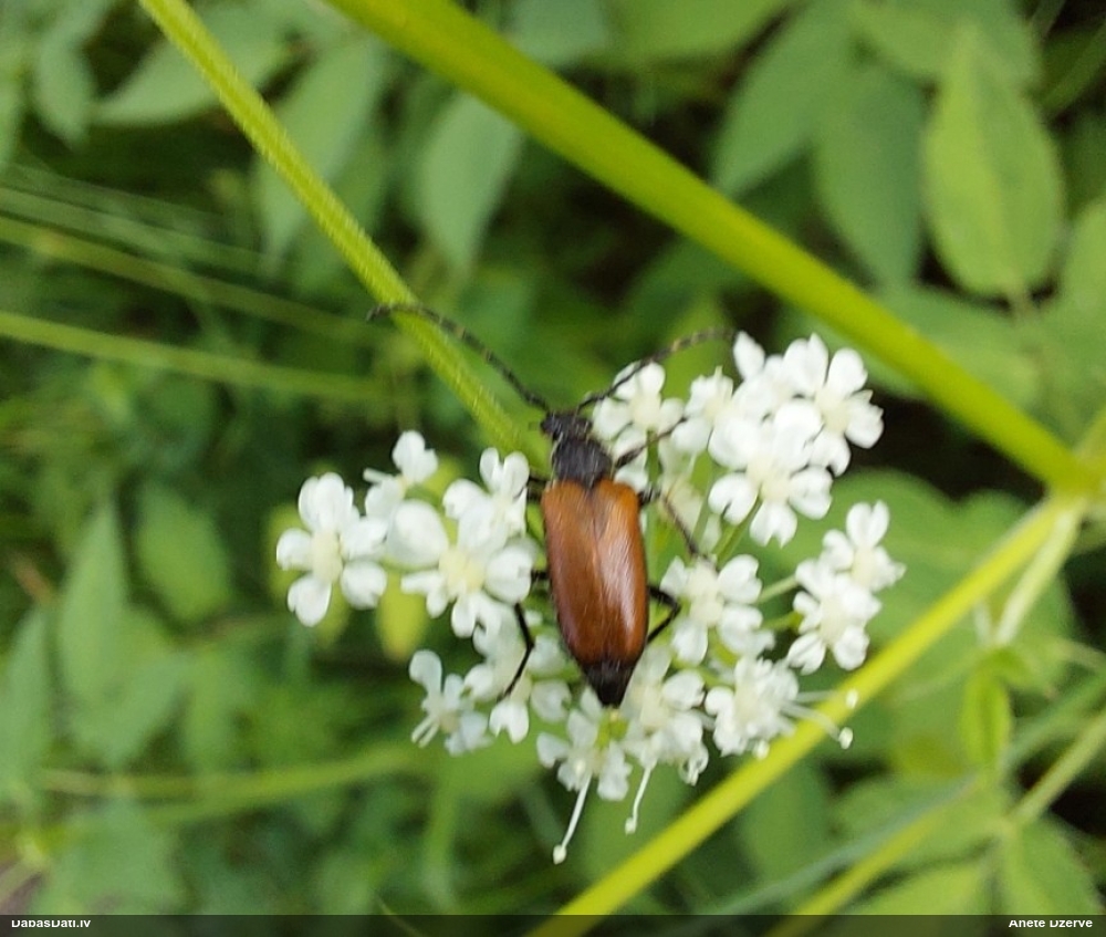 Koksngrauzis Stictoleptura maculicornis