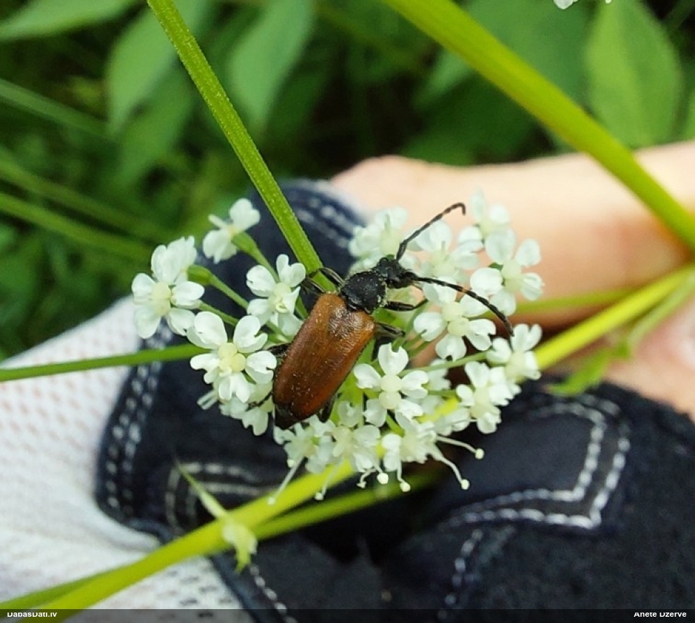 Koksngrauzis Stictoleptura maculicornis