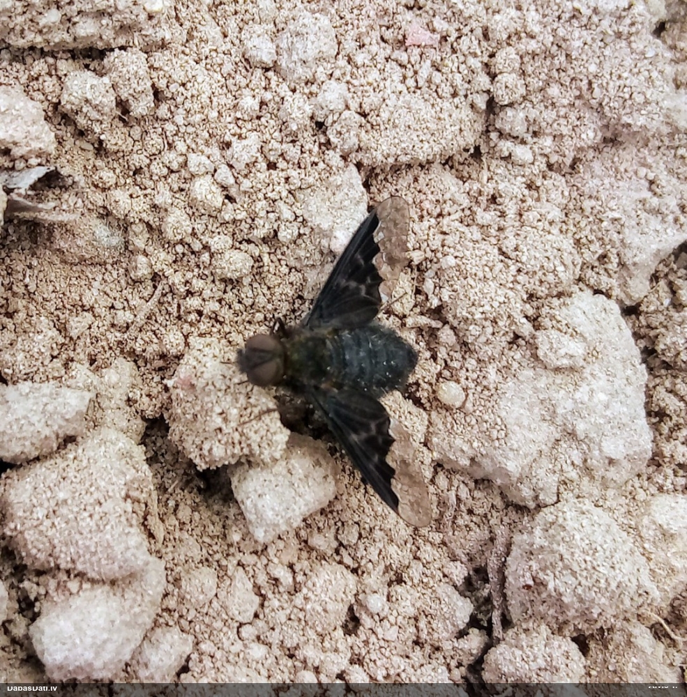 Pūkmuša Hemipenthes morio