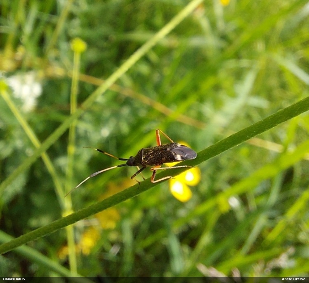 Mīkstblakts Closterotomus biclavatus
