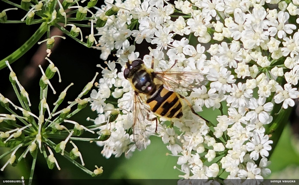Ziedmuša Myathropa florea