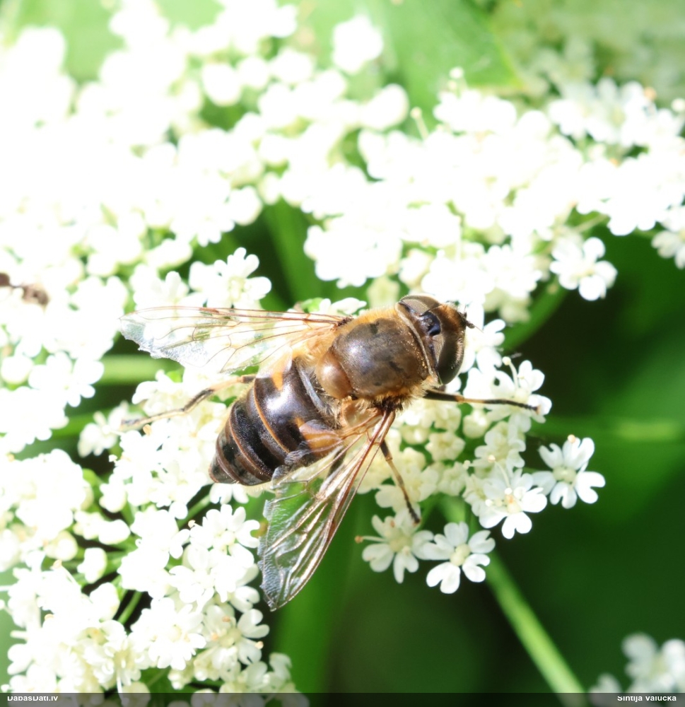 Ziedmuša Eristalis sp.