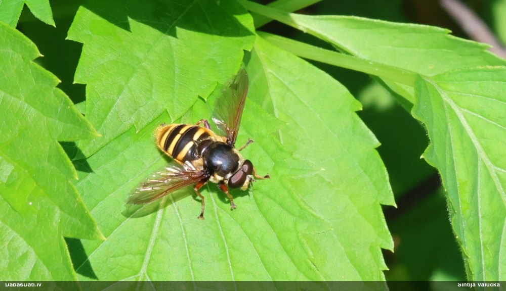 Ziedmuša Sericomyia silentis