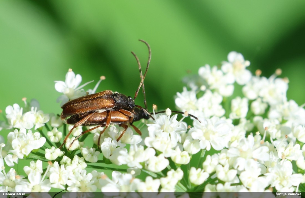 Koksngrauzis Alosterna tabacicolor