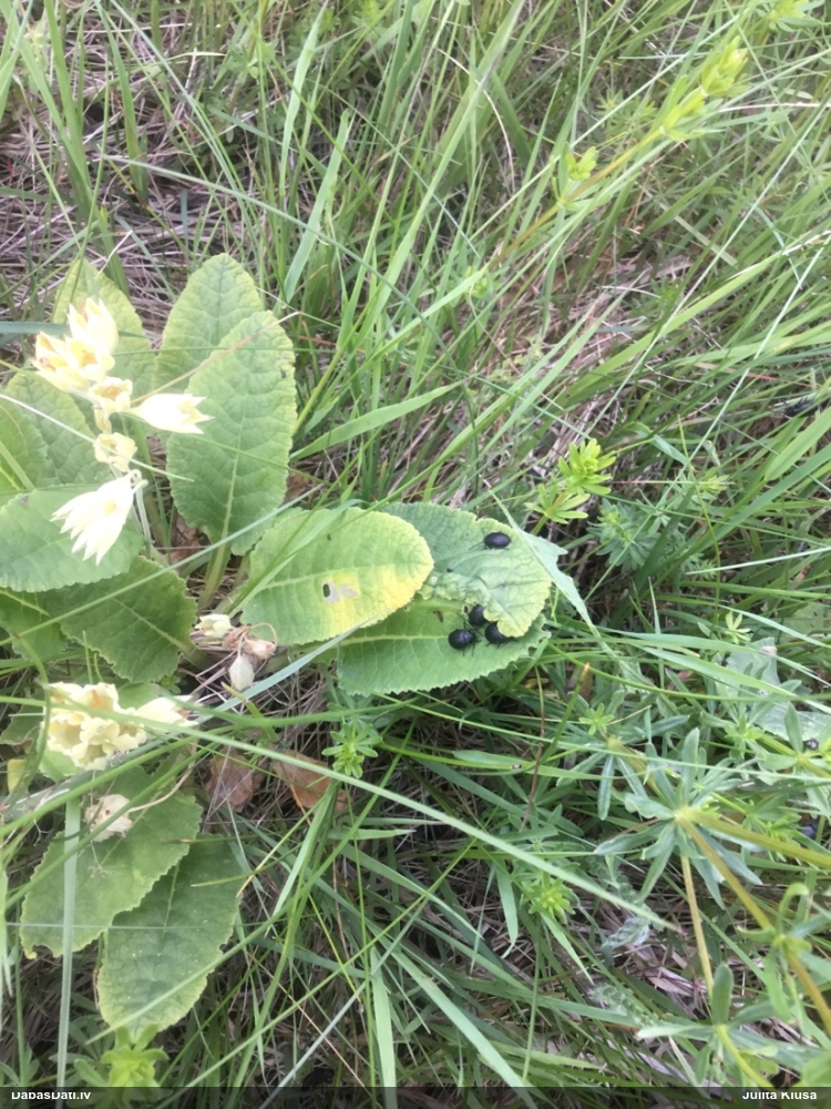 Lapgrauzis Galeruca tanaceti