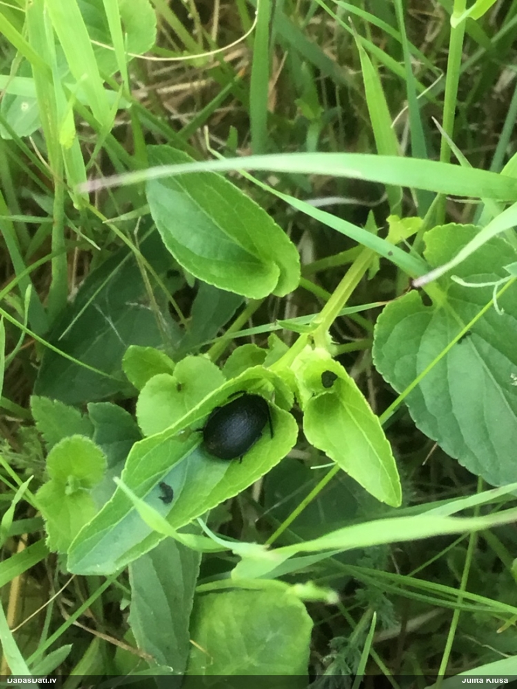 Lapgrauzis Galeruca tanaceti