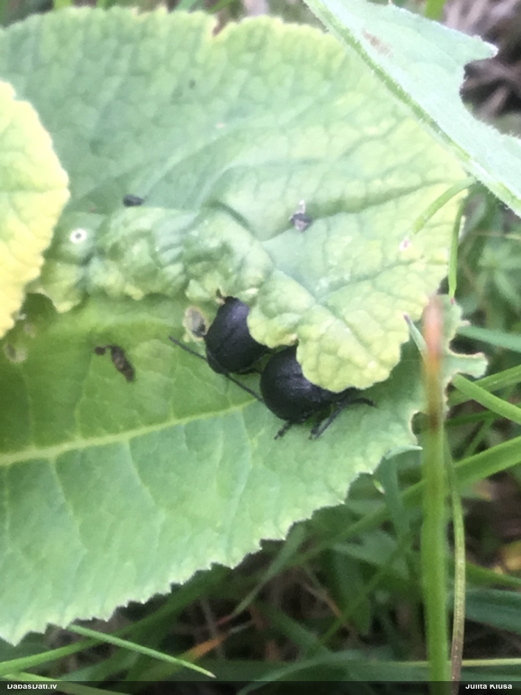 Lapgrauzis Galeruca tanaceti