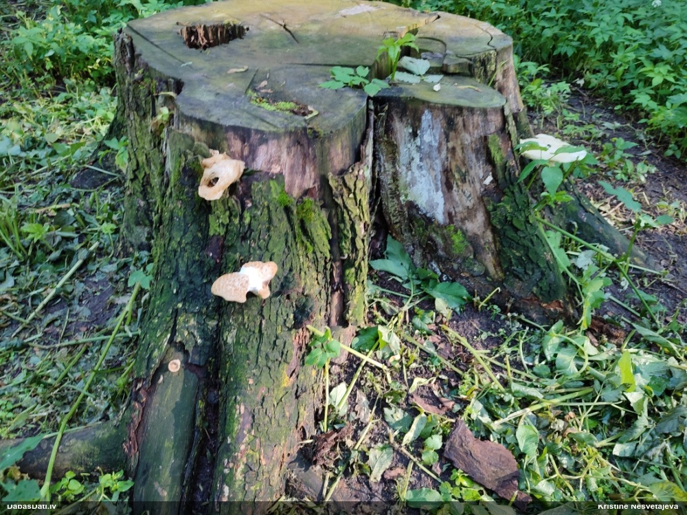Zvīņainā sīkstene