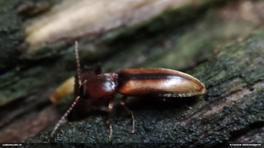Sprakšķis Dalopius marginatus