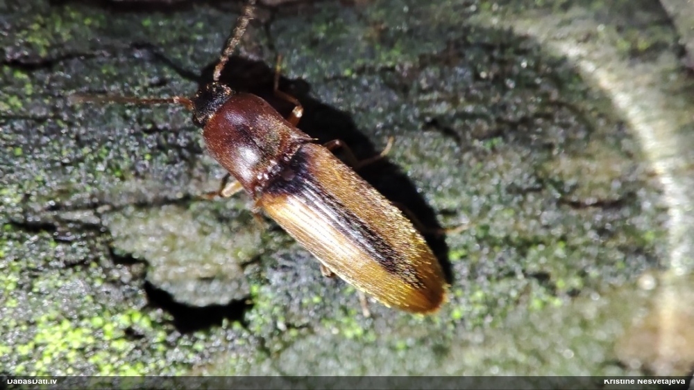 Sprakšķis Dalopius marginatus