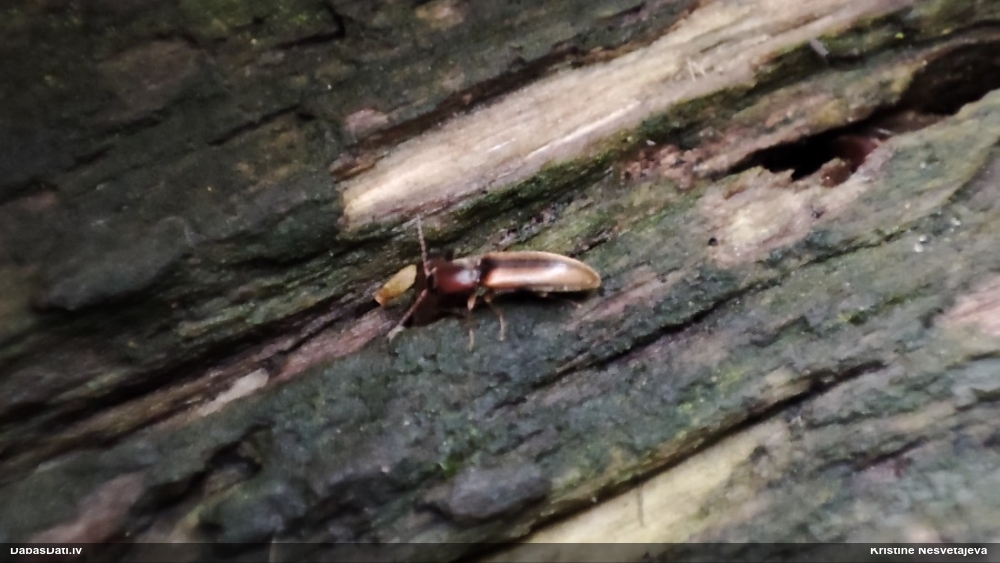 Sprakšķis Dalopius marginatus