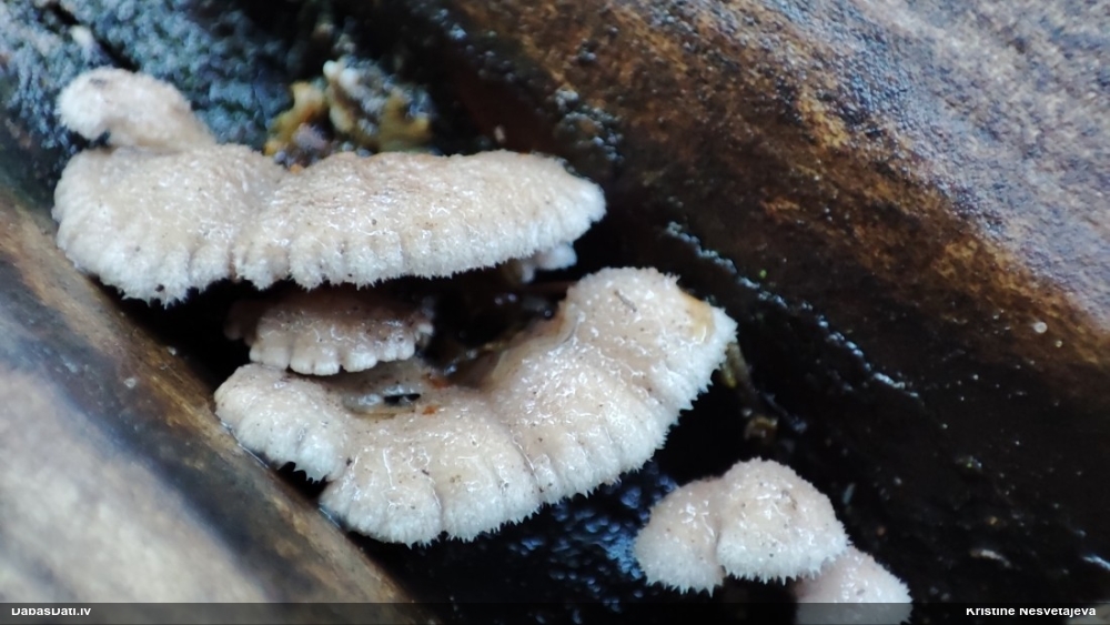 Common Split Gill
