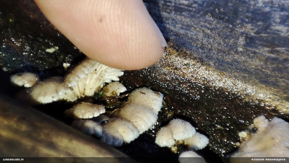 Common Split Gill