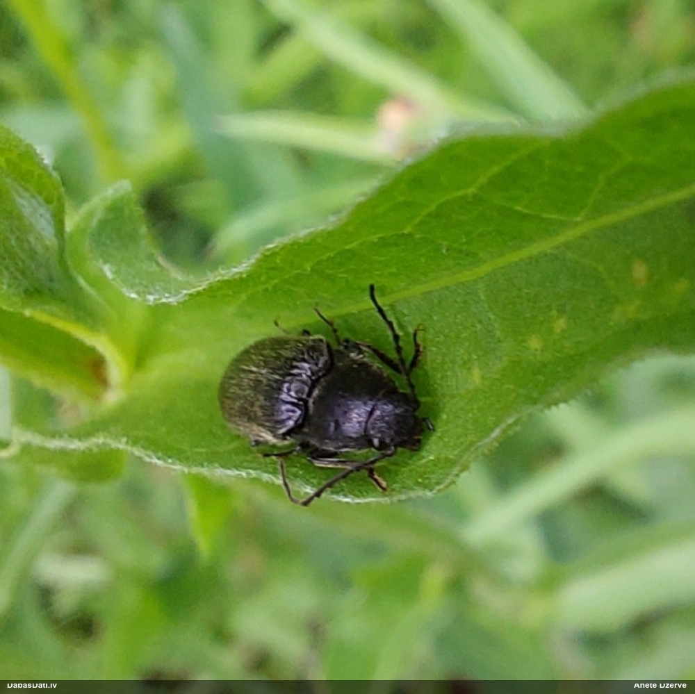 Sprakšķis Hemicrepidius sp.