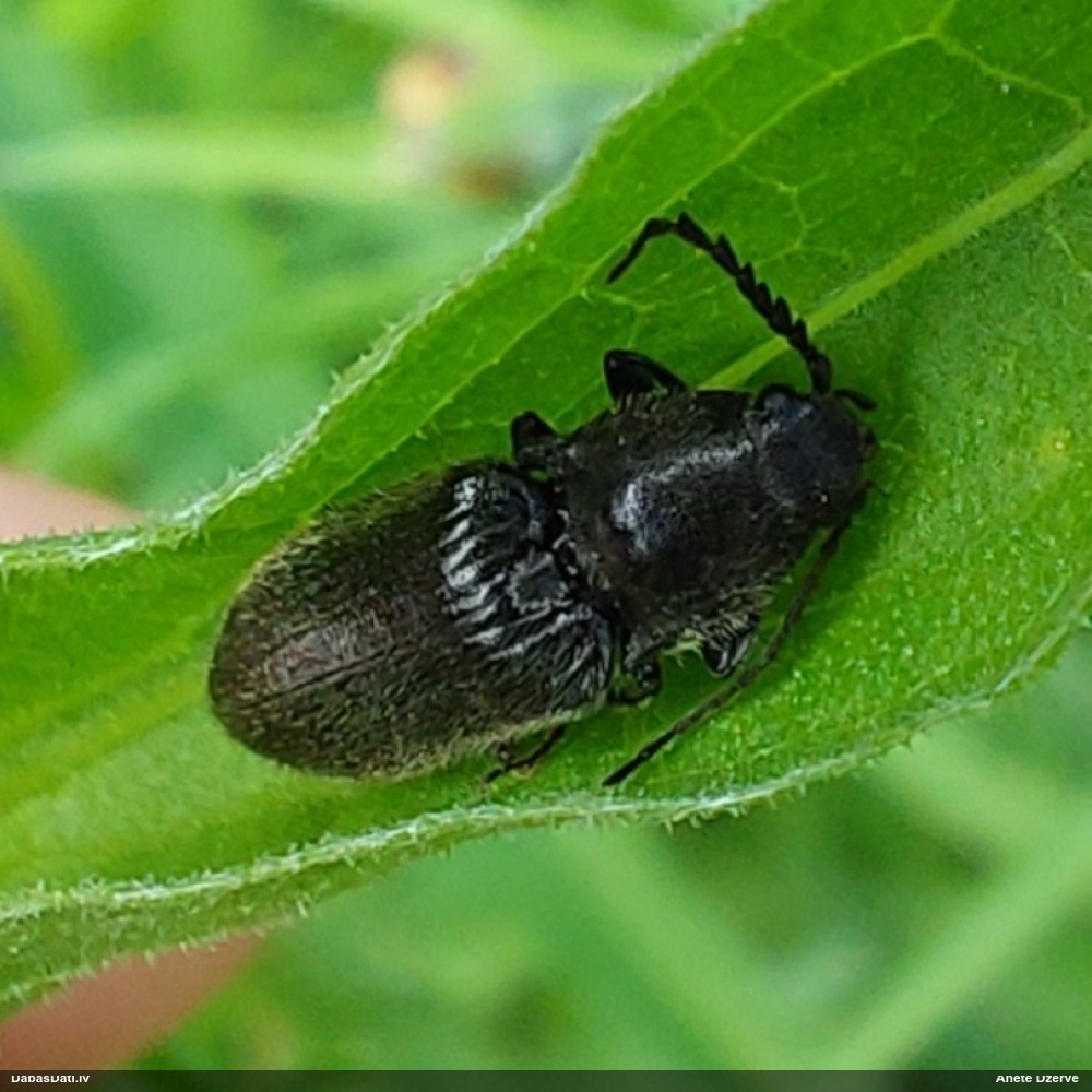 Sprakšķis Hemicrepidius sp.