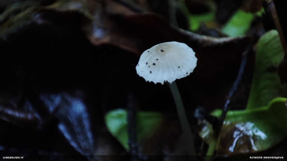 Sēntiņa (nenoteikta)