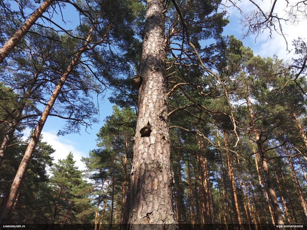 Priežu cietpiepe