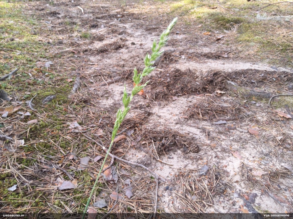 тонконог сизый
