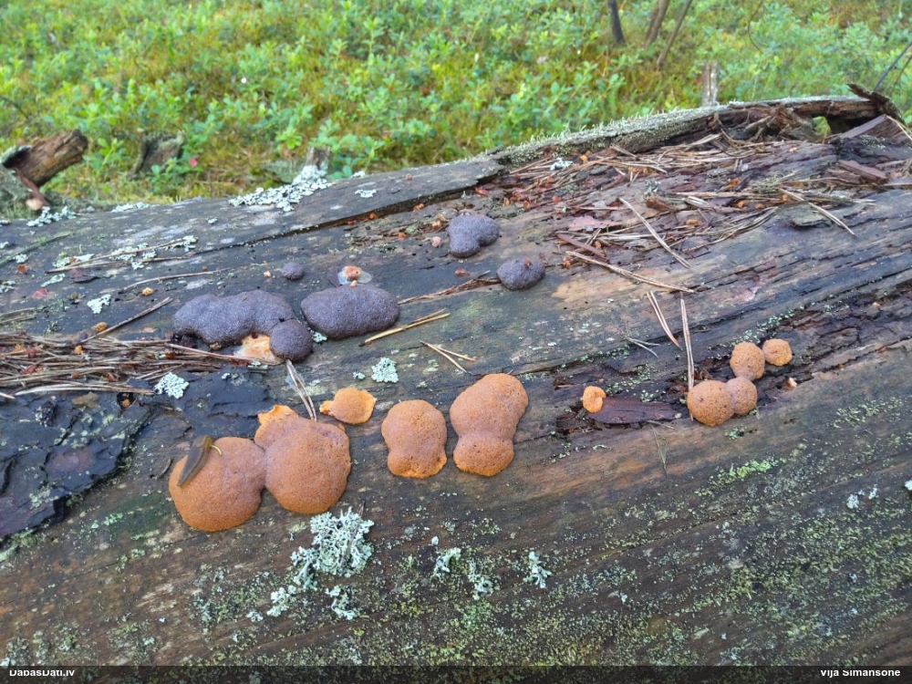 Oranžā aveņgļotsēne