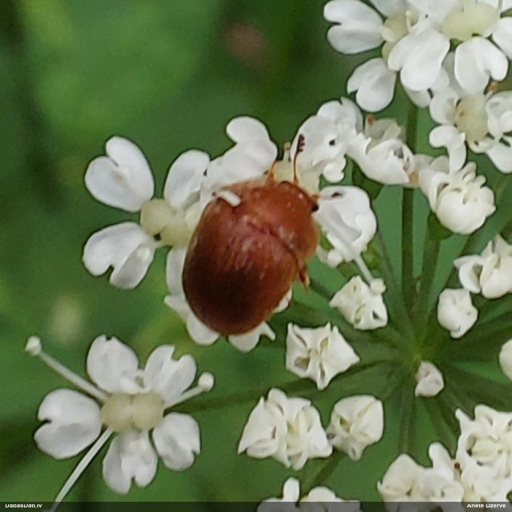 Spīdulis Cychramus luteus