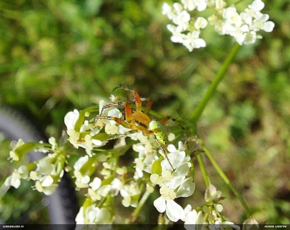 Krusta zirneklis Araniella sp.