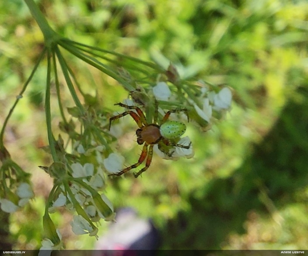 Krusta zirneklis Araniella sp.