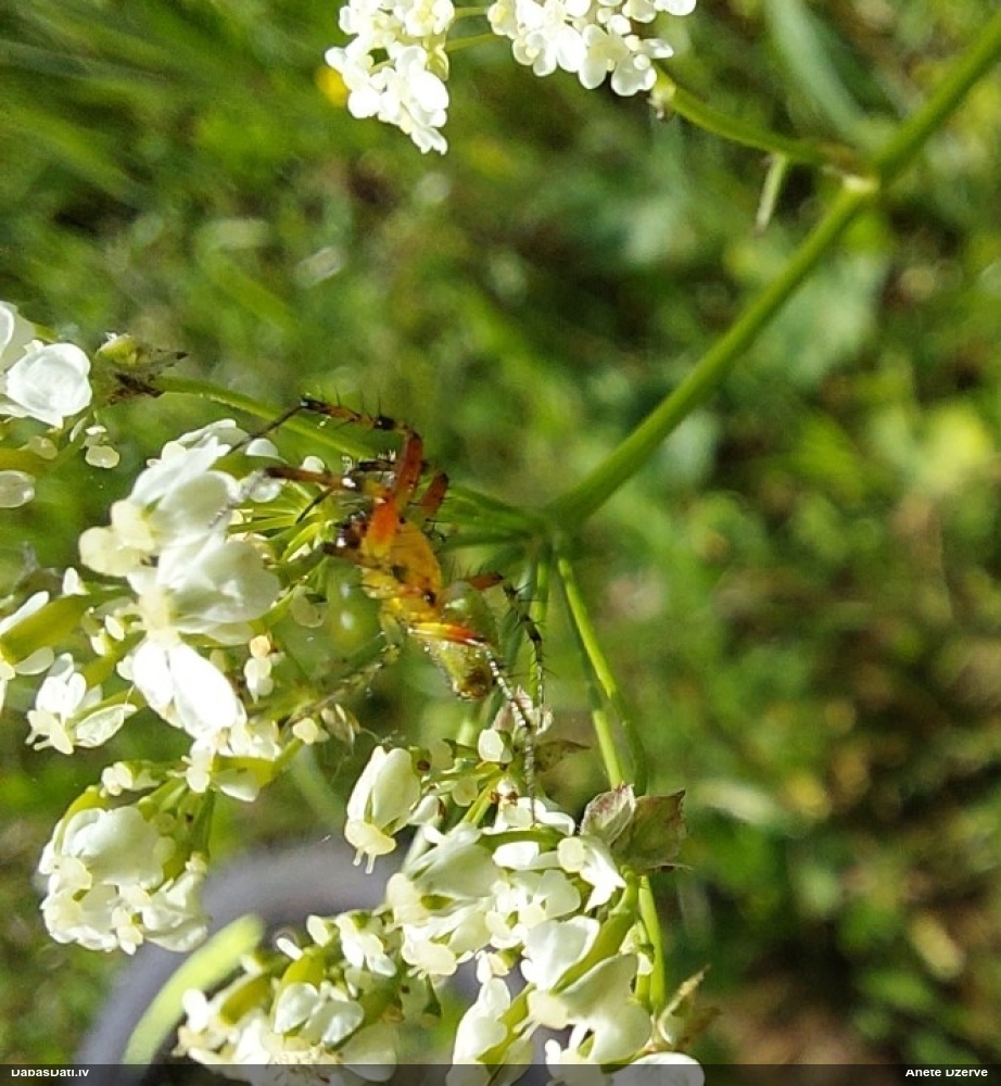 Krusta zirneklis Araniella sp.