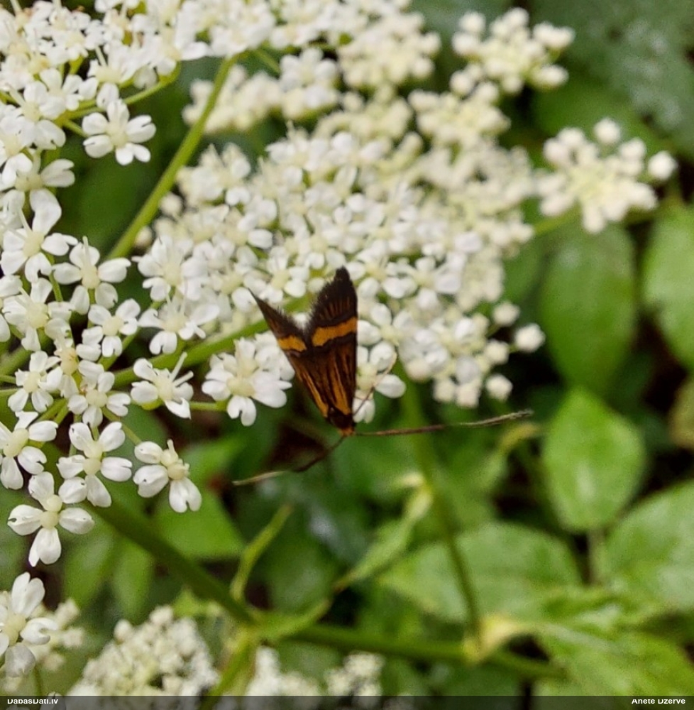 Zaigkode Nemophora degeerella