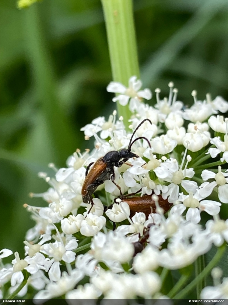 Koksngrauzis Pseudovadonia livida