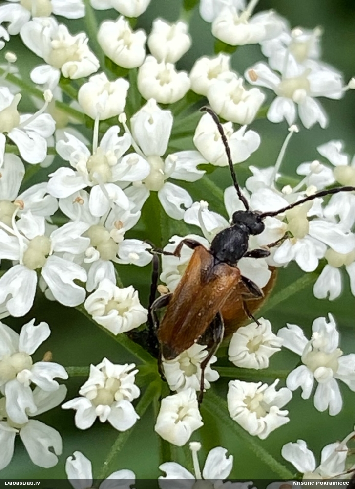 Koksngrauzis Pseudovadonia livida