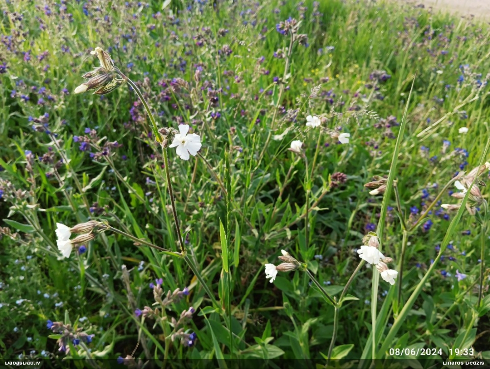 дрема белая