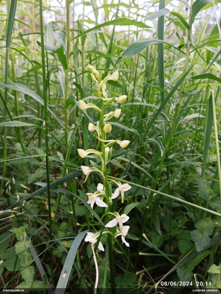 Naktsvijole (nenoteikta)